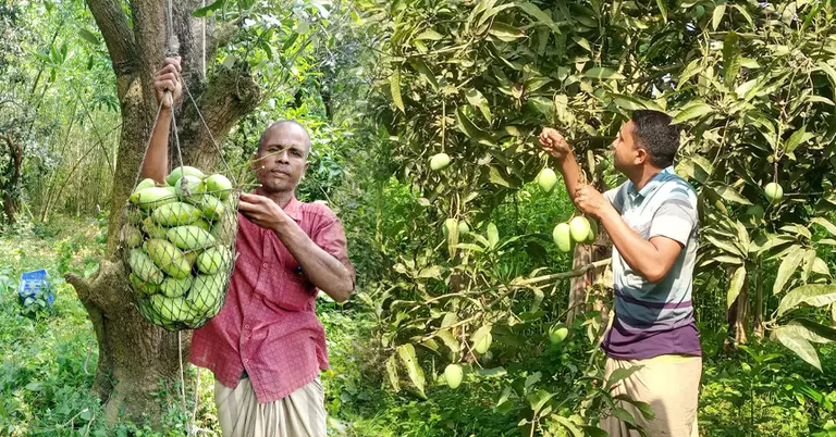 রাজশাহীর আম